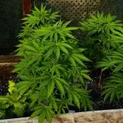 3 Strains 4 plants