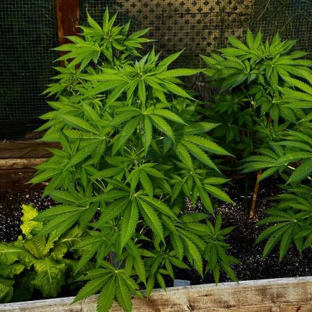 3 Strains 4 plants