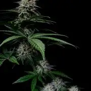 Pure skunk Go Fast