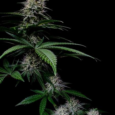 Pure skunk Go Fast