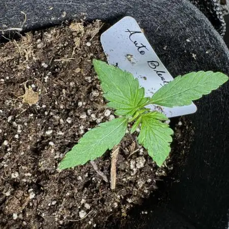 Auto Bleuberry