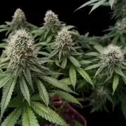 Pure skunk Go Fast