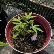 Pineapple Pulse