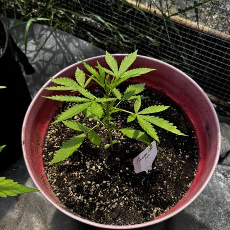 Pineapple Pulse