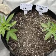 Lemon haze Auto