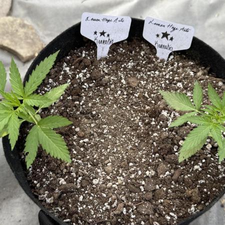 Lemon haze Auto