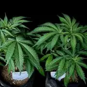 White Widow