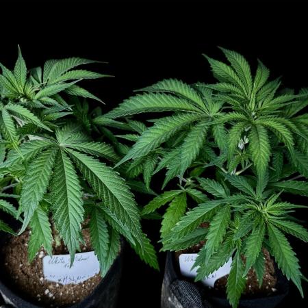 White Widow