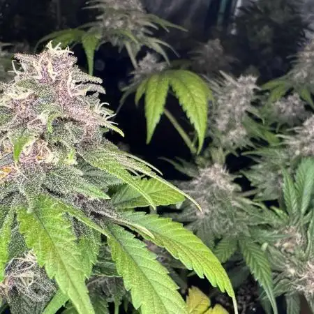 Purple Punch auto