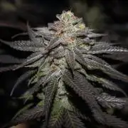 Delicious Cookies #3