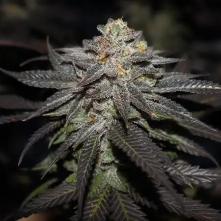 Delicious Cookies #3