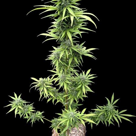 Auto Ak-47 XL