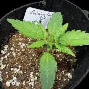 ?Delicious Cookies Auto #3?