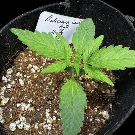 ?Delicious Cookies Auto #3?