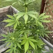 Black Dog Auto