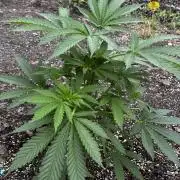 Amnesia Haze GoFast