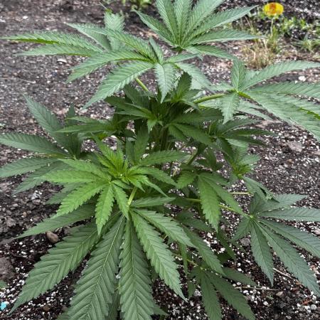 Amnesia Haze GoFast