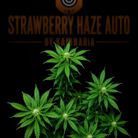 Strawberry Haze Auto