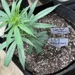SuperBoof/clone/LSO