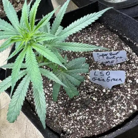 SuperBoof/clone/LSO
