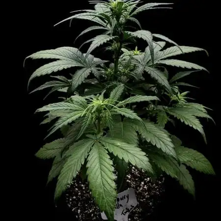 Strawberry gorilla