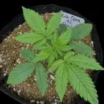 Auto Opiom #2