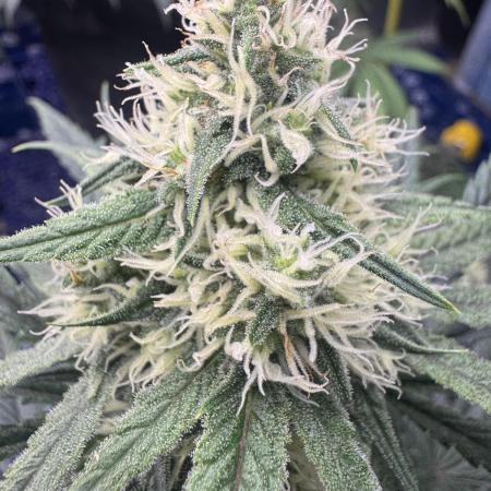 Strawberry Cough