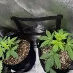 Gg#4&Amnesia lemon