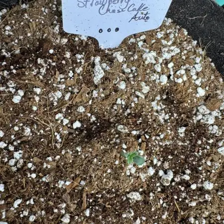 Strawberry Cheesecake/bio