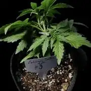 ?Delicious Cookies Auto #3?