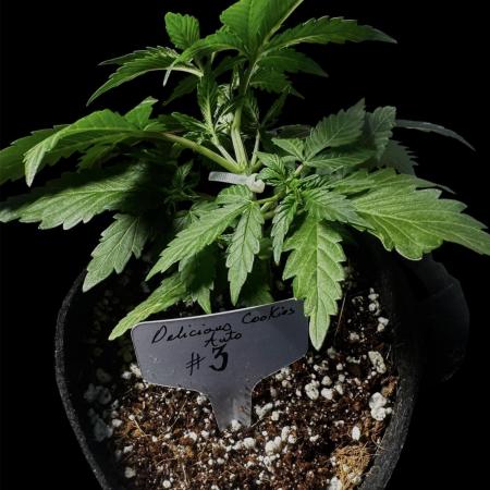 ?Delicious Cookies Auto #3?