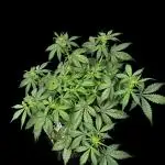 Auto Opiom #2