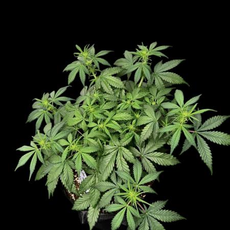 Auto Opiom #2
