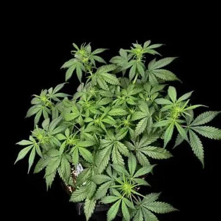 Auto Opiom #2