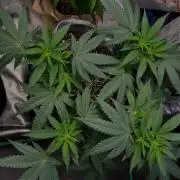 Gelato