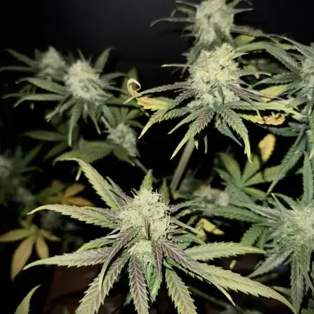 Ghost train Haze