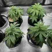 Sunset Sherbet Go Fast