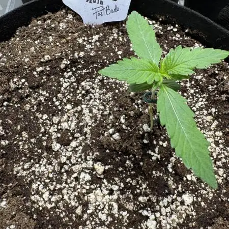 FrostBanger Auto