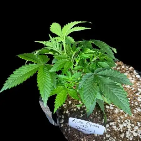 Auto Opiom #2