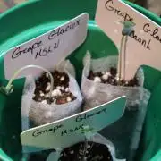 Grape Glacier