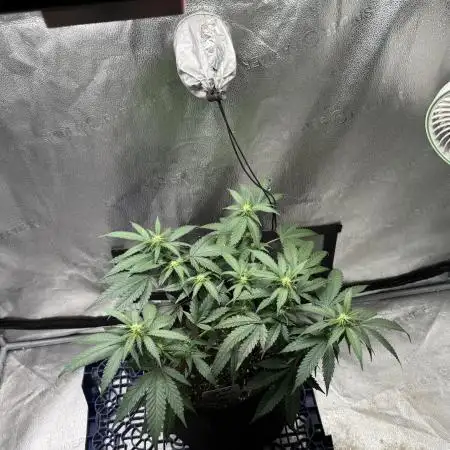 SuperBoof/clone/LSO