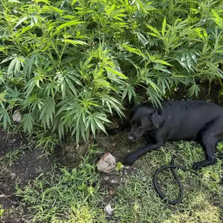 SuperBoof