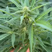White Widow