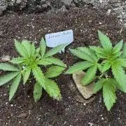 Twins Delicious Cookies