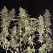 Sour Diesel