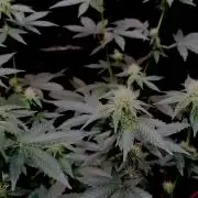 Grape Glacier