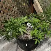Lemon haze Auto