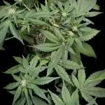 Purple Punch auto