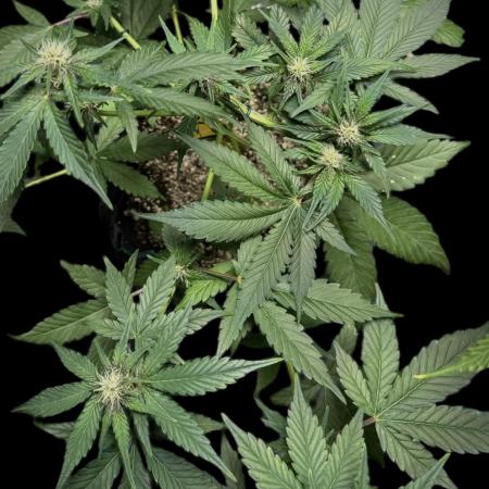 Purple Punch auto