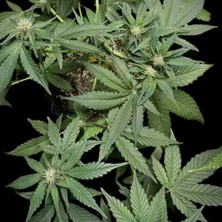 Purple Punch auto